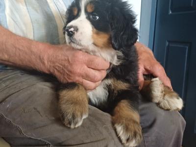Bernese Mountain pups for sale in Cork