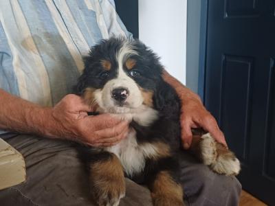 Bernese Mountain pups for sale in Cork