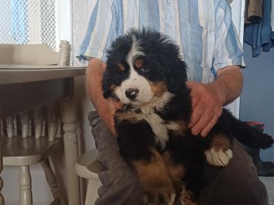 Bernese Mountain pups for sale in Cork