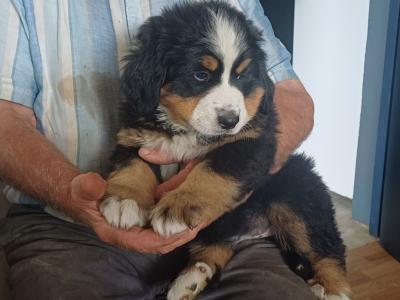 Bernese Mountain pups for sale in Cork