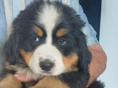 Bernese Mountain pups for sale in Cork