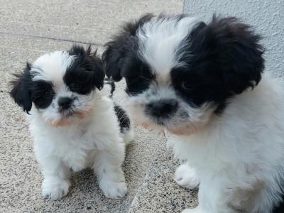 Adorable Black & White Shih - Tzu puppies in Roscommon