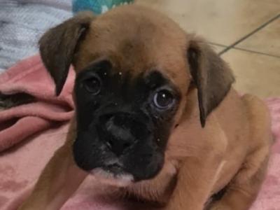 Boxer puppies 350 euro call 0892465260