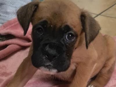 Boxer puppies in Kerry €350 - call 0892465260
