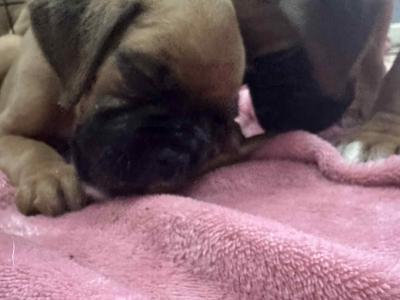 Boxer puppies 350 euro call 0892465260