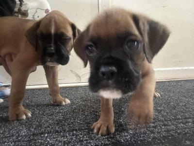 Boxer puppies 350 euro call 0892465260