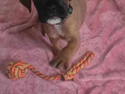 Boxer puppies 350 euro call 0892465260
