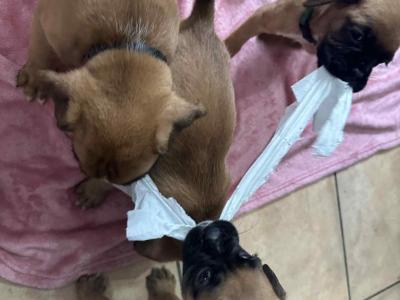 Boxer puppies 350 euro call 0892465260