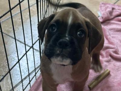 Boxer puppies 350 euro call 0892465260