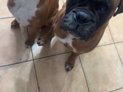 Boxer puppies 350 euro call 0892465260