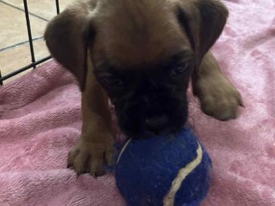 Boxer puppies 350 euro call 0892465260