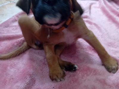 Boxer puppies 350 euro call 0892465260