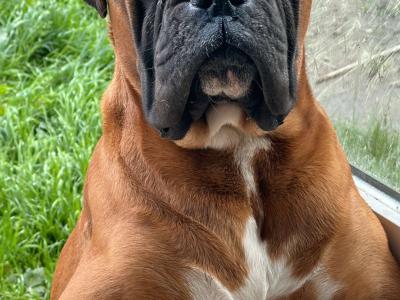 Boxer puppies 350 euro call 0892465260