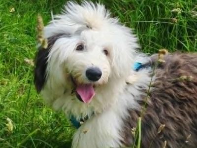 Female old English Sheepdog (IKC Registered ) for sale in Longford