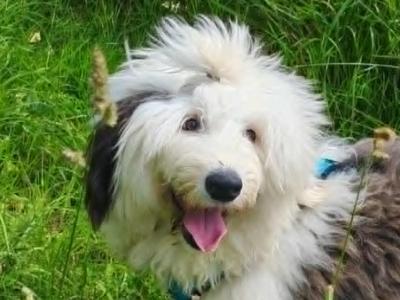 IKC Registered female Old English Sheepdog puppy 10 months old for sale in Longford