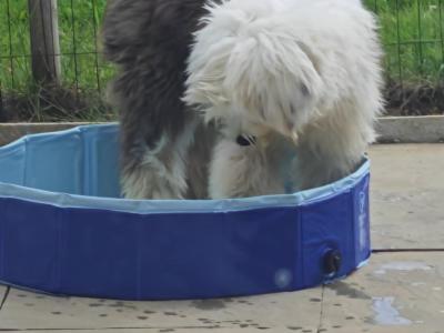 Female old English Sheepdog (IKC Registered ) for sale in Longford