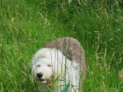 Female old English Sheepdog (IKC Registered ) for sale in Longford