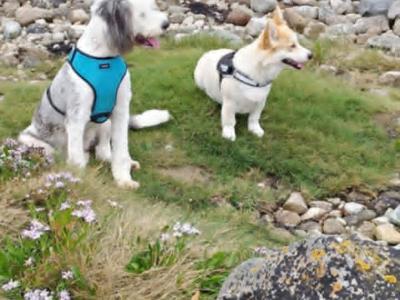 Female old English Sheepdog (IKC Registered ) for sale in Longford