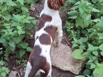 Friendly Liver and White Springer Spaniel pups in Limerick