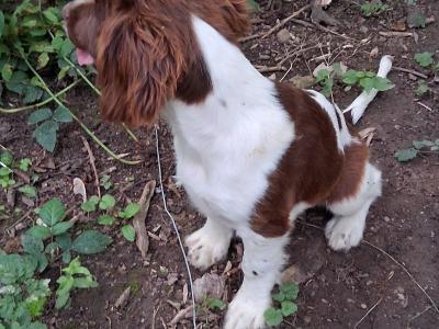 Friendly Liver and White Springer Spaniel pups in Limerick