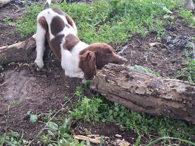 Friendly Liver and White Springer Spaniel pups in Limerick