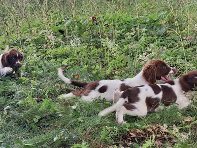 Friendly Liver and White Springer Spaniel pups in Limerick