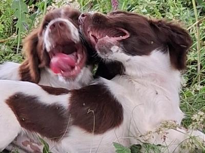 Friendly Liver and White Springer Spaniel pups in Limerick