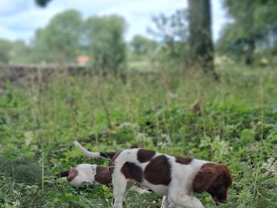 Friendly Liver and White Springer Spaniel pups in Limerick