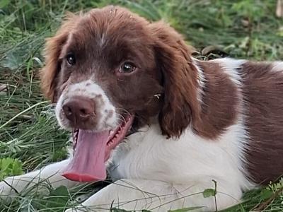 Friendly Liver and White Springer Spaniel pups in Limerick