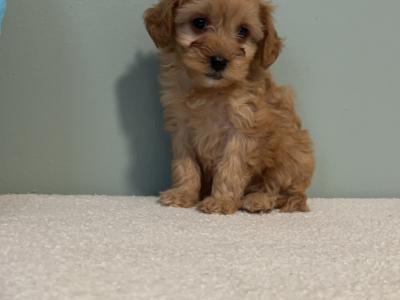 Toy Cavapoo puppies in Carlow 🌸🌸