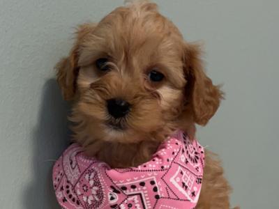 Toy Cavapoo puppies in Carlow 🌸🌸