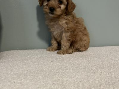 Toy Cavapoo puppies in Carlow 🌸🌸
