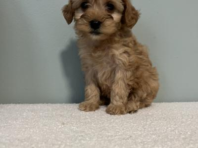 Toy Cavapoo puppies in Carlow 🌸🌸