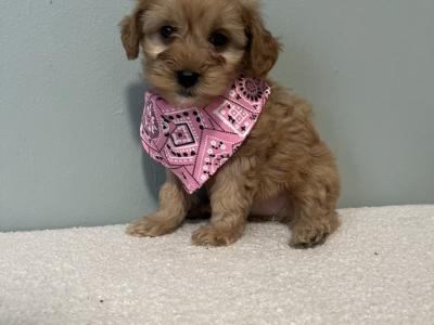 Toy Cavapoo puppies in Carlow 🌸🌸