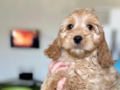 Miniature Cockapoo puppies 1st generation in Fermanagh - 353871486601