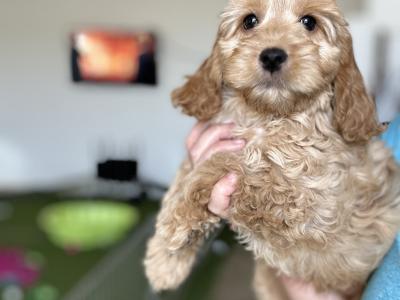 Miniature Cockapoo puppies 1st generation in Fermanagh - 353871486601