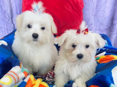 Beautiful Maltichon puppies ❤️ males in Meath