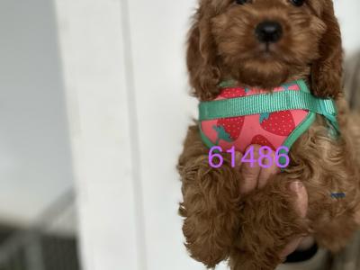 Miniature Cockapoo puppies 1st generation in Fermanagh - 353871486601