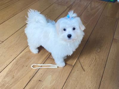 Maltichon puppies (087) 4076928 ❤️  in Meath