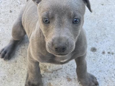 Whippet pups in Kildare.  Very strong healthy litter. Blue,Black,Blue/white,Fawn/White.