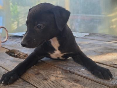 Whippet pups in Kildare.  Very strong healthy litter. Blue,Black,Blue/white,Fawn/White.