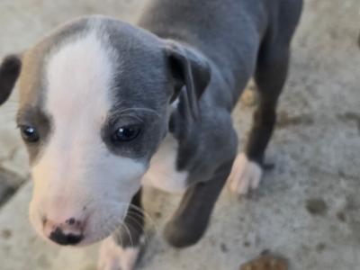 Whippet pups in Kildare.  Very strong healthy litter. Blue,Black,Blue/white,Fawn/White.