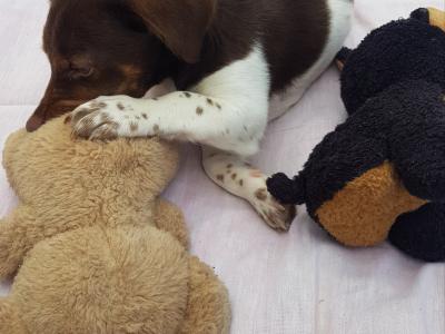 Beautiful Cocker Spaniel x Jack Russell puppies