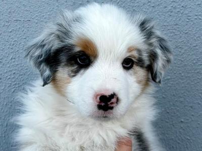 Australian Shepherd puppies in Longford