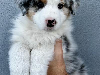 Australian Shepherd Puppies