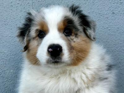 Australian Shepherd puppies in Longford