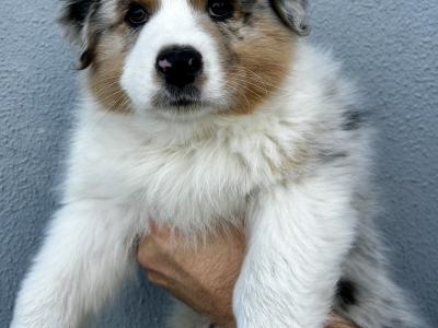 Australian Shepherd puppies in Longford