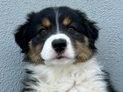 Australian Shepherd puppies in Longford