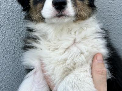 Australian Shepherd puppies in Longford