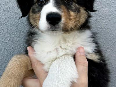Australian Shepherd puppies in Longford